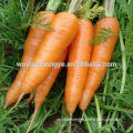 FRESH CARROT GOOD QUALITY